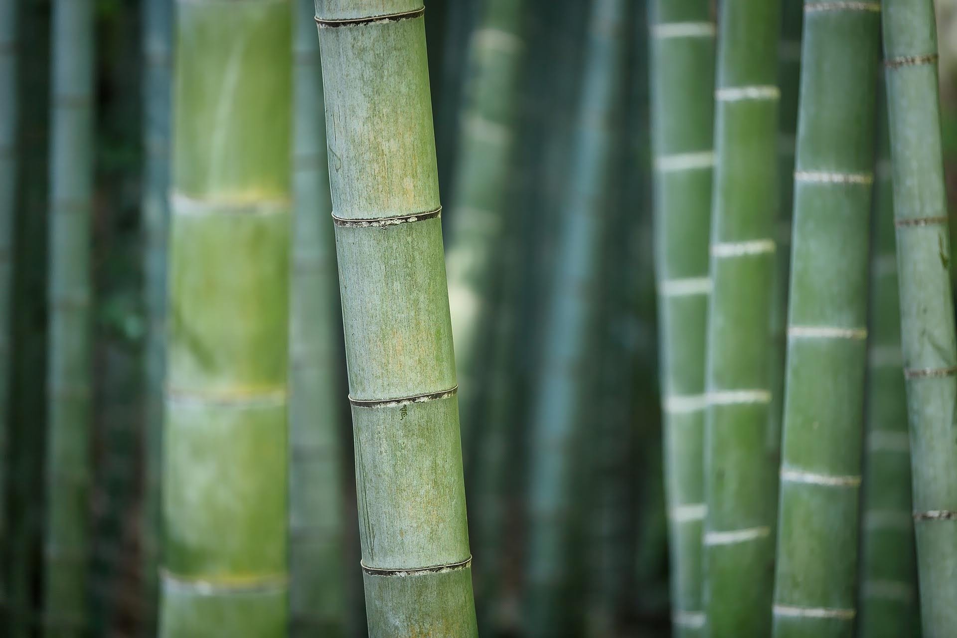 BAMBOO BIO FUEL